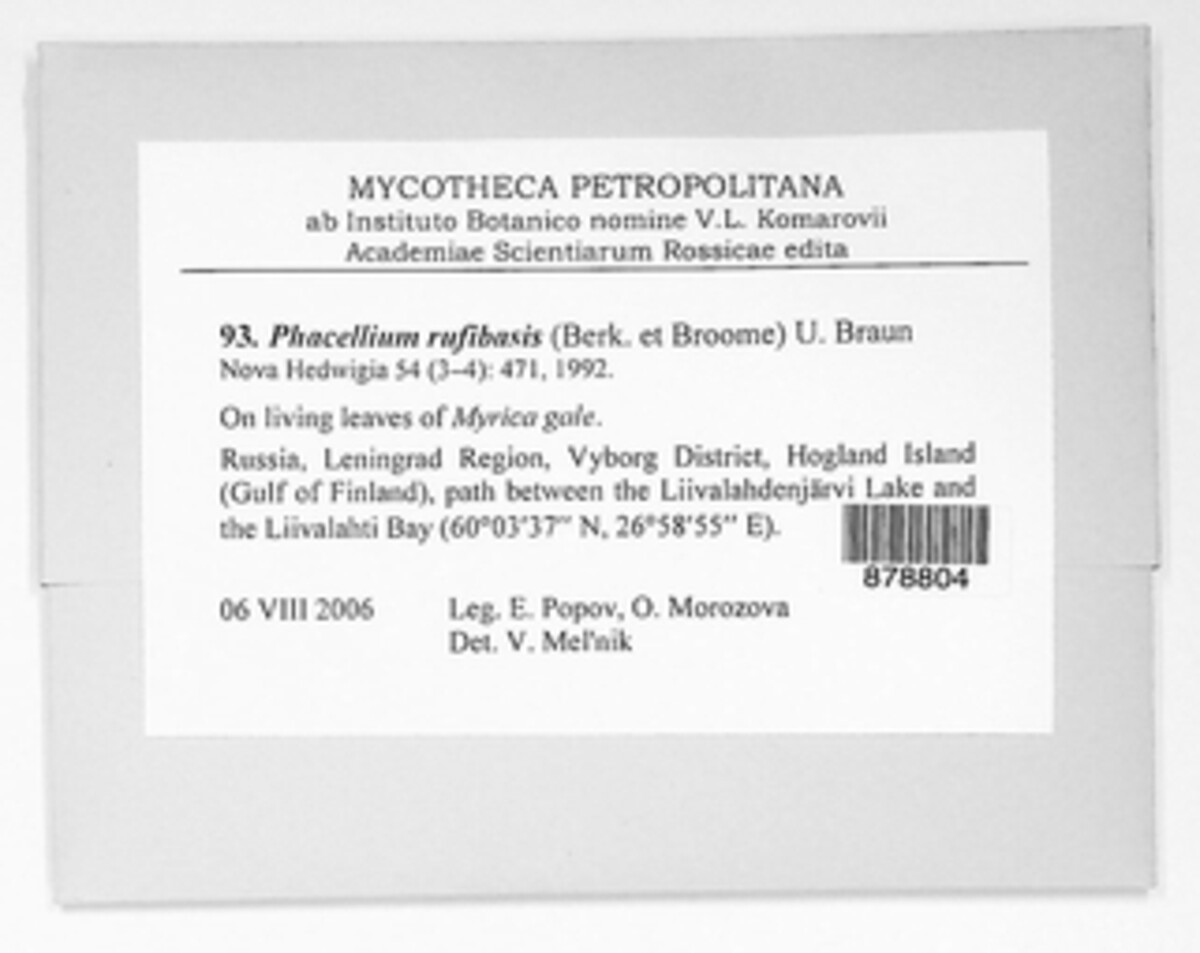 Ramularia rufibasis image
